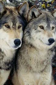 Pin De Maria Laura Zavala Fernandez En Fotografia Con Imagenes Lobos Amor De Lobo Fondo De Pantalla Lobo
