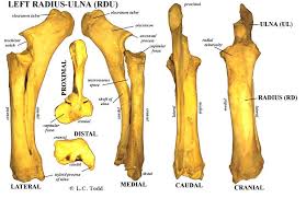 Anatomy standard bones of the upper limb. Radius Ulna Rd And Rdu Radius And Ulna Radius Bone Anatomy Bones