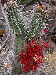 Image result for Dyschoriste trichocalyx