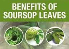 Soursop leaves contain rich antivirus and antibacterial substances that serve as natural way to kill and prevent bad bacteria and virus to grow inside our body. Soursop Leaves Soursopvscancer