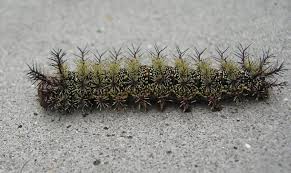 Imperial pest prevention is the number one pest control companies serving be daytona beach and its surrounding greater areas. Beware Of Stinging Caterpillars In New Orleans Poisonous Caterpillars Buck Moth Caterpillar New Orleans