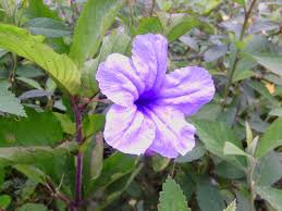 Wedding crafts wedding favors wedding ideas malay wedding wedding preparation little things pretty little perfume bottles create. Jual Berisi 20 Butir Biji Benih Bunga Rampai Di Lapak Fighter Bukalapak