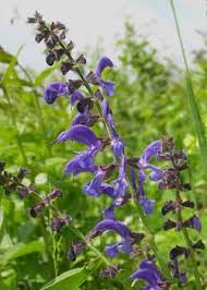 My favourite flower quotes and verses. Salvia