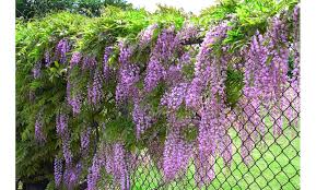 Most of the shared codes give you useful. Up To 37 Off On Amethyst Falls Wisteria Vine Groupon Goods