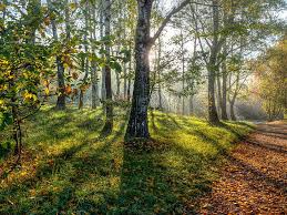 Check spelling or type a new query. Hd Wallpaper Path 4k High Resolution For Mac Tree Plant Land Tranquility Wallpaper Flare