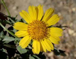 Image result for Verbesina encelioides