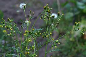 Image result for Senecio cryphiactis
