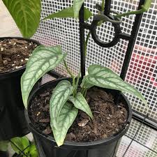 8,962 likes · 357 talking about this. Monstera Siltepecana Indoor Plant Addicts