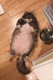 Today though, i must say a record has motha fuckin. 28 Pound Fat Cat Wilford Looking For Home People Com