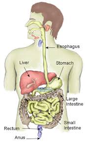 Diagram of liver class 10. Explain The Digestive System With Labled Diagram Class 10 Brainly In