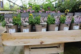Flowers in pots near me. Recyclable Plant Pots Hillier Garden Centres