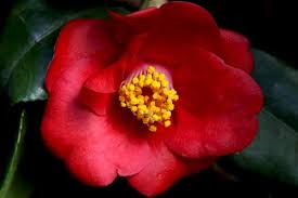 Camellia Japonica Korean Fire Camellia Japonica Single Flower