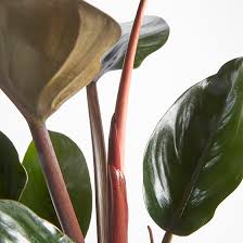 We did not find results for: Philodendron Rojo Congo