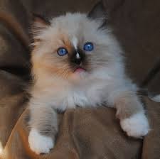 Black And White Ragdoll Cat Price Seal Mitted Ragdoll Kitten With Nose Blaze Kittens Cutest Cat Breeder Ragdoll Kitten