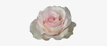 Maybe you would like to learn more about one of these? White Rose Tumblr Png Transparent Png 500x376 Free Download On Nicepng
