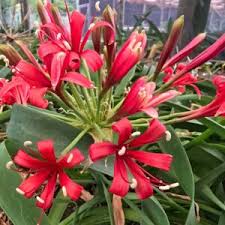 Image result for Ammocharis tinneana