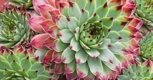 Succulents are one of the popular decorative plants commonly placed indoors. Is The Hen And Chick Plant Poisonous Plant Care Today