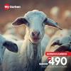 Salam wirausaha ternak kambing unggulan kami adalah peternak kambing peranakan etawa kaligesing atau saat ini namanya sudah berubah. 1