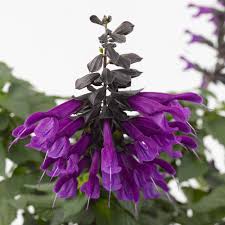There are 4 types of salvia plants, ranging from smaller rosettes to shrubs and bushes. Blutensalbei Amistad Stauden Hoch Bluhstauden Stauden Ahrens Sieberz Pflanzenversand Gartenbedarf
