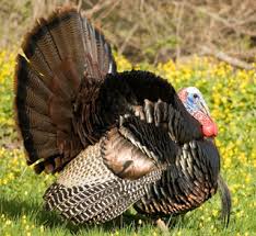 By russell worth parker july 09, 2021. Texas Eastern Turkey Hunting Guides Outfitters And Lodges