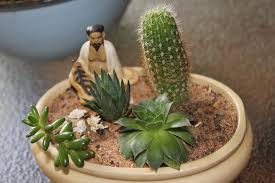 Many succulents look like cacti, but are not. The Succulent And Cactus Lady That S Me Sedum Rubrotinctum