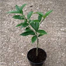 Image result for Eureiandra leucantha