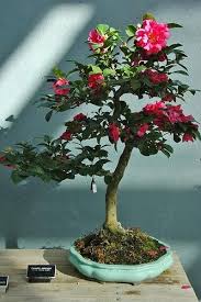 Camellia Bonsai Bonsai Tree Care Bonsai Flower Bonsai Tree