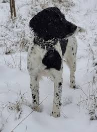 Image result for Velký münsterlandský ohař