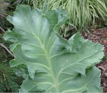 Image result for Crambe