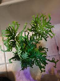 Image result for Doryopteris concolor