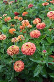 Check spelling or type a new query. Pin On Garden Info