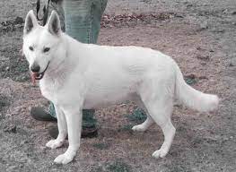 Our puppies are born in our house, where they are constantly watched by us from birth.; Akc White German Shepherd White German Shepherd White German Shepherd Puppies German Shepherd Puppies