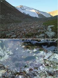 Maybe you would like to learn more about one of these? Morphological And Phylogenetic Data Confirm The Identity Of Prasiola Fluviatilis Prasiolales Trebouxiophyceae From Glacier Streams In The Tianshan Mountains China