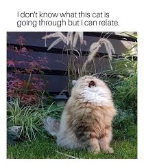 Animals Can Express Our Current Mood In The Most Accurate Way Funny Animals Cute Funny Animals Funny Animal Memes