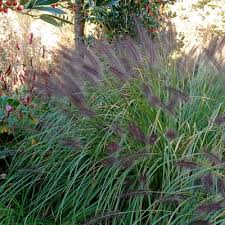 Preforms best in regions with long hot winters. Pennisetum Alopecuroides Moudry Dorset Perennials