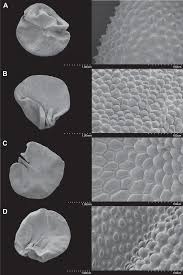 Image result for Chlorophytum macrosporum