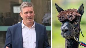 Geronimo the alpaca's status had been the subject of intense debate for weeks, with his owner and animal rights campaigners fighting to save his . Geronimo Sir Keir Starmer Says There S No Alternative To Alpaca S Slaughter Itv News West Country