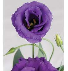Echo Blue F1 Pelleted Lisianthus Rose Like Flowers Flowers
