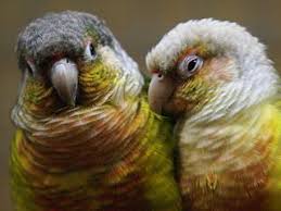 This type of parrot is generally called a conure in aviculture. Www Zootierliste De