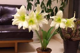 土の要らない 大輪の花が綺麗なマジックアマリリス ゆるぷ