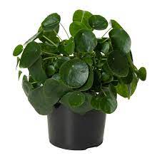 Pilea peperomioides is an asiatic perennial herb that is native to yunnan province in southern china however, this plant, like many other pilea, is insignificant in value, and like other pilea, it wasn't paid. Pilea Peperomioides Pfannkuchenpflanze Florastore