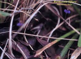 Image result for Burmannia