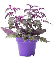 Image result for Gynura scandens