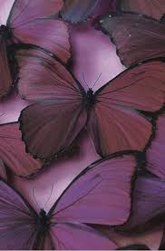 Purple aesthetic wall photo collagepurple vibe wall | etsy. Aesthetic Purple Butterfly Wallpapers Wallpaper Cave