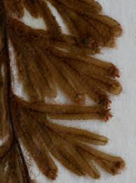 Image result for Hymenophyllum capillare