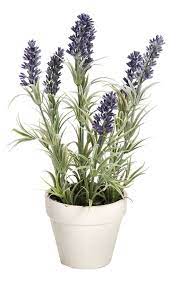 lavendel in pot terrasideeen lavendel tuin