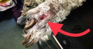 Help My Dog Has A Grass Seed Walkerville Vet