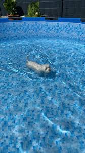 Swimmingpool Schwimmen Im Pool Video In 2020 Swimming Pools Pool Swimming