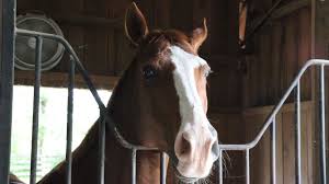 A shelter for a horse can be as elaborate as your imagination can make it. 7 Best Horse Barn Fans For Stalls And Aisles
