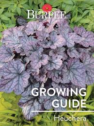 Symptoms first appear as depressed brown spots on the topside of the leaf. Learn About Heuchera Burpee